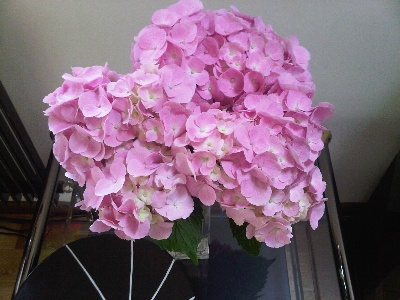 local hydrangeas